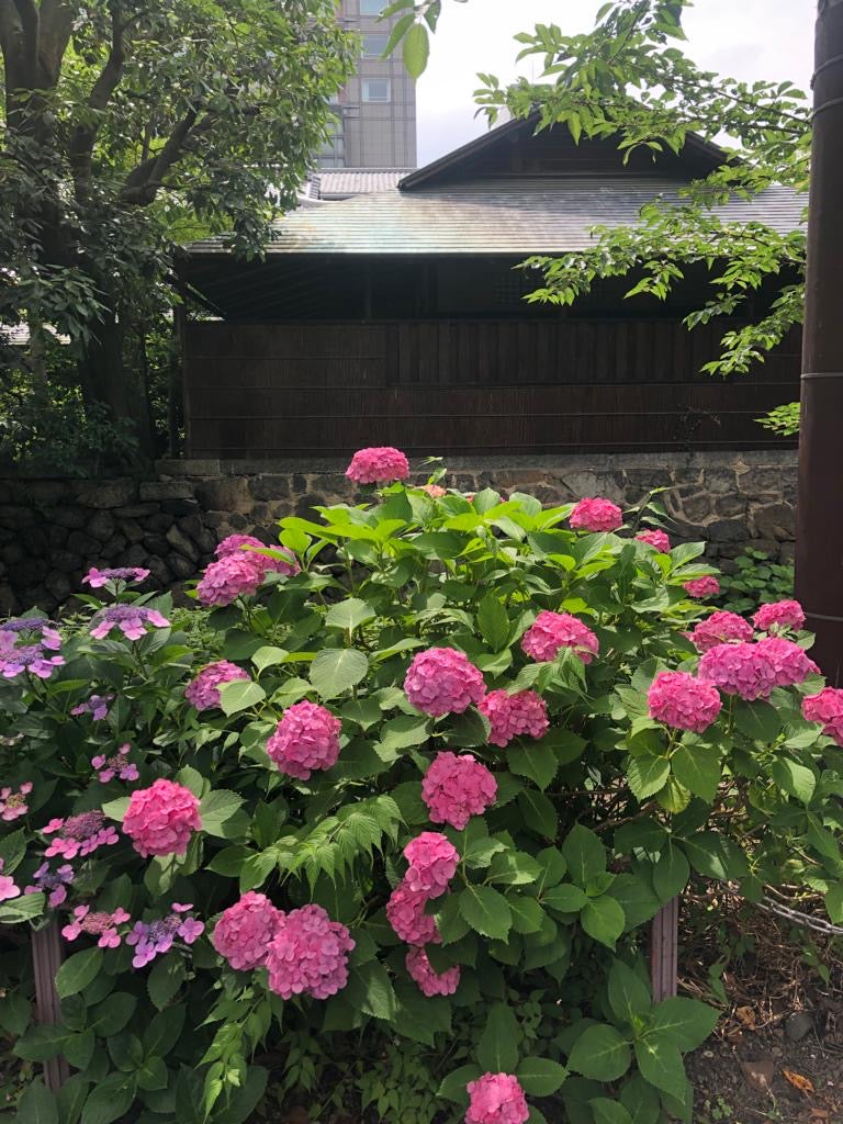 Jo and Robert in Japan